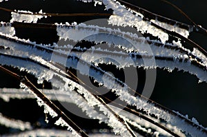 Twigs with snow