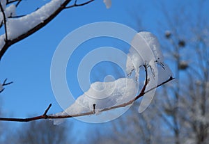 Twigs with snowcaps