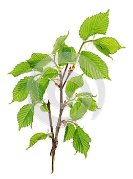 The twigs of a spring April birch tree with tender little green