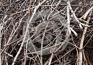 A twigs and the sticks close-up