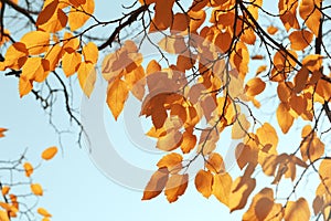 Twigs with sunlit golden leaves on autumn day