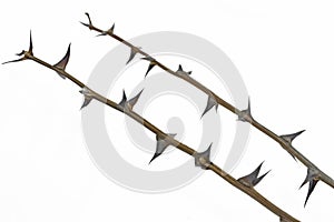 Twigs with thorns isolated on white background