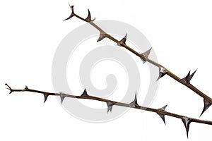 Twigs with thorns isolated on white background