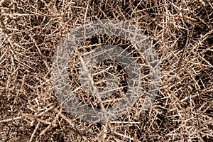 Twigs and thorns of tumbleweed as background