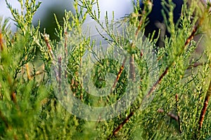 Twigs of thuja, a coniferous shrub, close-up on a blurred green background in sunlight with a yellow tinge