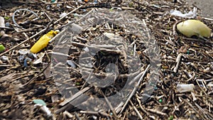 Twigs and trashes on the shoreline of Koijigahama Beach in Tahara Japan