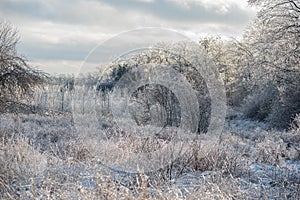 Twigs of tree encased in ice