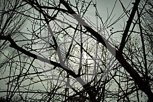 Twigs. tree. spring. sky. photo