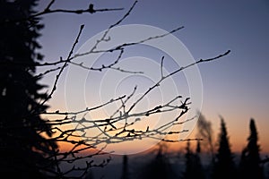 Twigs and trees in morning