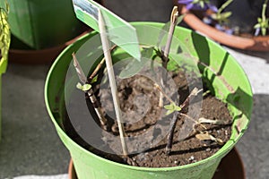 Twigs used as stem cuttings to propagate plants with new sprouts