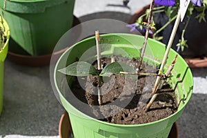 Twigs used as stem cuttings to propagate plants photo