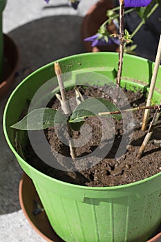 Twigs used as stem cuttings to propagate plants. Vertical