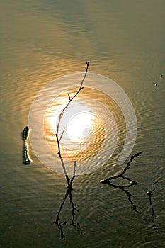 Twigs in water