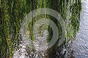 Twigs of a weeping willow hanging in water