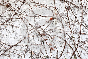 Twigs on a white wall