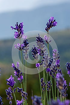 Twigs of wild lavender flowers in the mountains