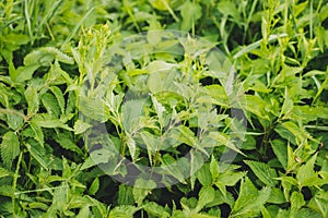 Twigs Of Wild Plant Nettle - Stinging Nettle - Urtica Dioica In Summer Spring Meadow. Close Up