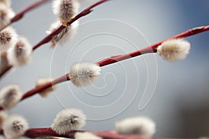 Twigs of willow