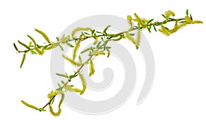 Twigs of willow blossoming, close-up. Isolated on white background without shadow.