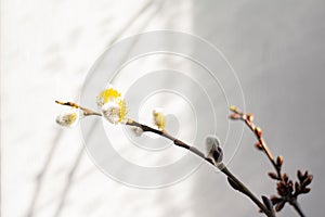 Twigs of willow and cherry on a wall background