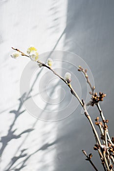 Twigs of willow and cherry on a wall background with shadows