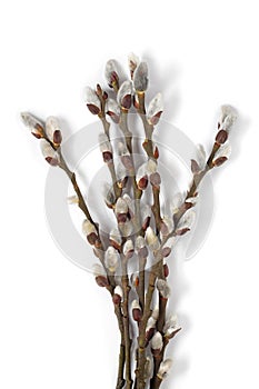 Twigs of willow with pussy catkins on white