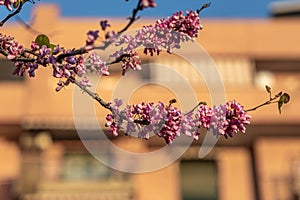 Twigs of wisteria trees with pink flowers and young green leaves on a blur background in spring in a park