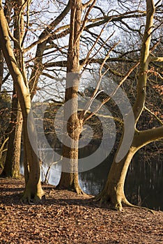 Twilight in the forest with river as background