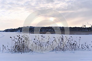 Twilight Frost - Setting sun on a Frozen Lake, Embraced by Reeds