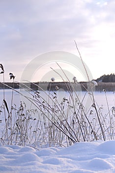 Twilight Frost - Setting sun on a Frozen Lake, Embraced by Reeds
