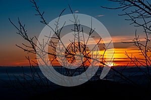 landscape over the sunset background and silhouette tree branch foreground subject