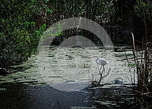 Twilight in the Mangrove Swamp as a Great Egret Poses.