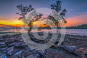 Twilight in the mangrove tree