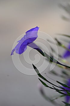 Twilight Purple flower. Ruellia tuberosa, minnieroot, fever root, snapdragon root, sheep potato. Side view