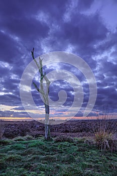 Twilight scene at a tranquil heath-land, Goirle, Netherlands