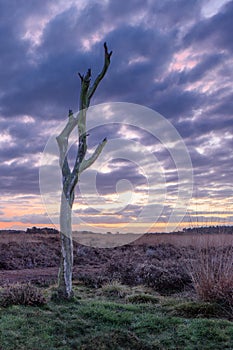 Twilight scene at a tranquil heath-land, Netherlands