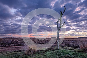 Twilight scene at a tranquil heath-land, Netherlands