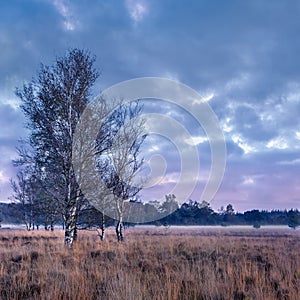 Twilight scene at a tranquil heath-land, Netherlands