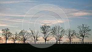 Twilight silhouette of trees