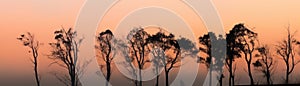 Twilight Silhouette Of Trees Against A Hazy Sunset Sky. Banner For Web. Generative AI