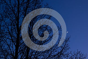 Twilight sky with crescent moon, Venus and tree silhouette after sunset