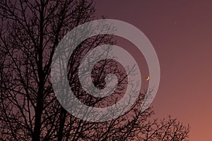 Twilight sky with crescent moon, Venus and tree silhouette after sunset