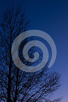 Twilight sky with crescent moon, Venus and tree silhouette after sunset