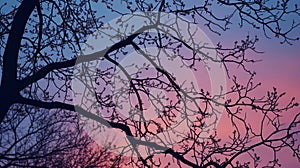 Twilight sky through silhouette of budding tree branches