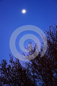 Twilight sky and tree with moon