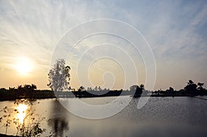 Twilight at sunset time with rice fields and Ciconiiformes Bird in Nonthaburi Thailand