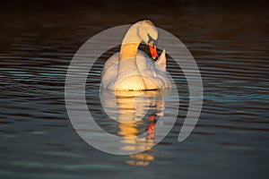 Twilight at Swan Lake