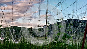 Twilight in a Transylvanian vineyard