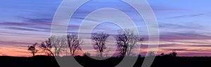 Twilight tree line (Panoramic)