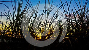 Twilight and vegetation